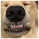 Sticker de Cachorros para WhatsApp