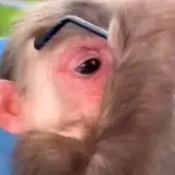 Sticker de Memes para WhatsApp