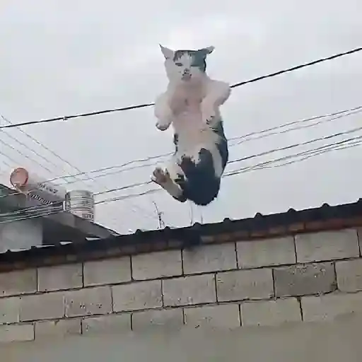 Coletadas sticker 890