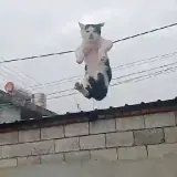 Figurinha para WhatsApp