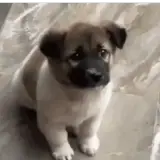 Figurinha de Cachorros para WhatsApp