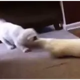 Figurinha de Cachorros para WhatsApp