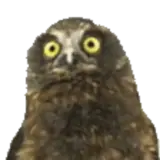 Figurinha para WhatsApp