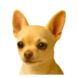 Figurinha de Cachorros para WhatsApp