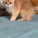 Figurinha de Gatos para WhatsApp