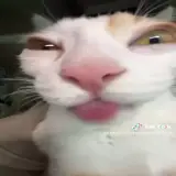 Sticker para WhatsApp