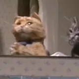 Figurinha de Gatos para WhatsApp