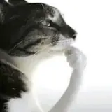 Figurinha para WhatsApp