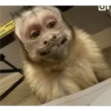 Animais WhatsApp sticker