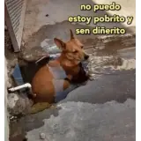 Memes WhatsApp sticker