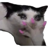 Figurinha de Gatos para WhatsApp