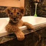 Figurinha de Animais para WhatsApp