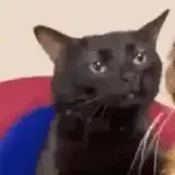 Figurinha para WhatsApp