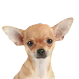 Figurinha de Cachorros para WhatsApp