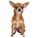 Figurinha de Cachorros para WhatsApp