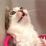 Figurinha para WhatsApp