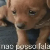 Sticker de Cachorros para WhatsApp