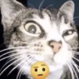 Figurinha de Gatos para WhatsApp