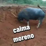 Figurinha de Memes Brasileiros para WhatsApp