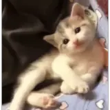 Figurinha de Gatos para WhatsApp