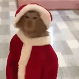 Animais WhatsApp sticker