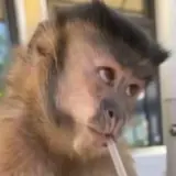 Animais WhatsApp sticker