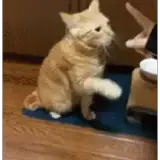 Figurinha para WhatsApp