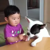 Animais WhatsApp sticker