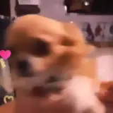 Figurinha de Animais para WhatsApp