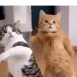 Gatos WhatsApp sticker