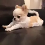 Figurinha de Cachorros para WhatsApp