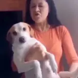 Figurinha de Animais para WhatsApp