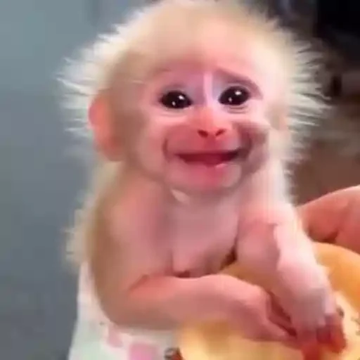 Figurinha para WhatsApp