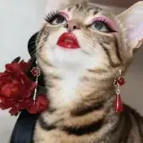 Figurinha de Animais para WhatsApp