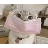 Animais WhatsApp sticker