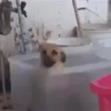 Figurinha de Cachorros para WhatsApp