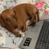 Figurinha de Cachorros para WhatsApp