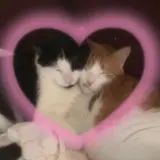 Sticker para WhatsApp