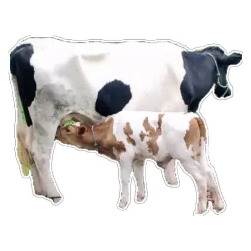 Coletadas sticker 26430