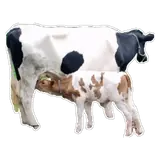 Figurinha de Animais para WhatsApp