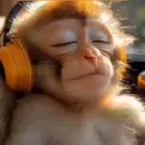 Figurinha de Animais para WhatsApp