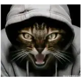 Sticker de Gatos para WhatsApp