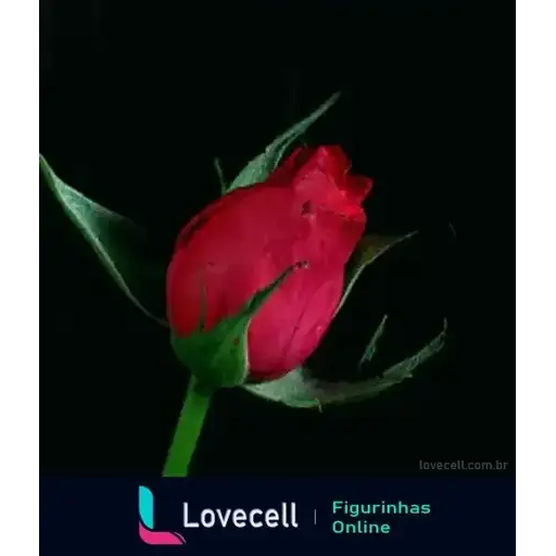 Coletadas sticker 33022