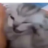 Figurinha de Gatos para WhatsApp