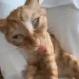 Figurinha para WhatsApp