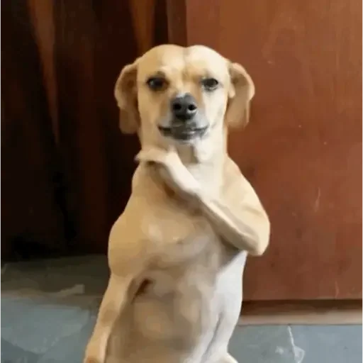 Figurinha para WhatsApp — Cachorros