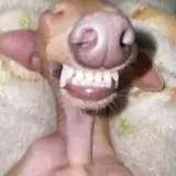 Figurinha de Engraçados para WhatsApp