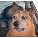 Figurinha de Cachorros para WhatsApp