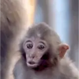 Figurinha de Animais para WhatsApp