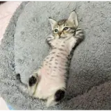 Figurinha de Gatos para WhatsApp